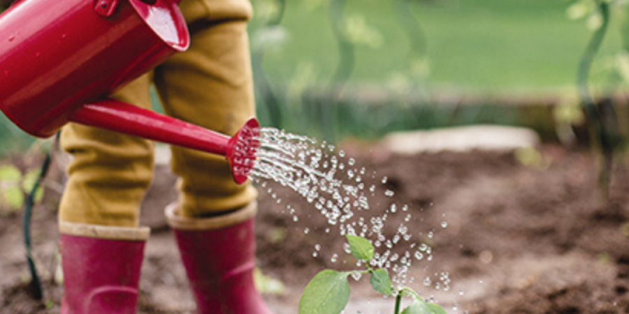 Child watering a plant with a red can.