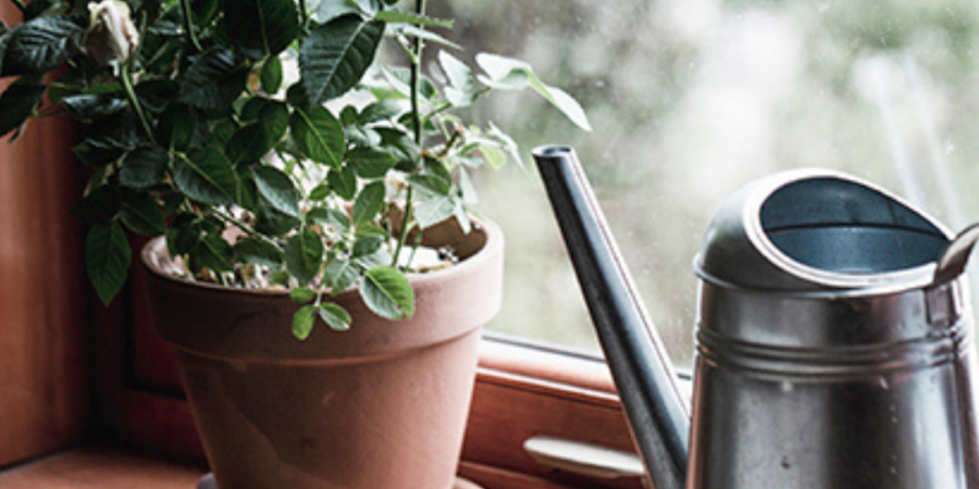 Potted roses and watering can on sill.