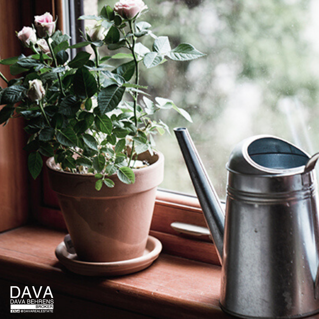 Potted roses and watering can on sill.