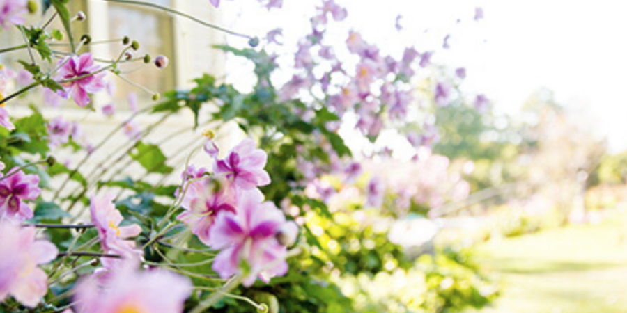 Pink flowers blooming near a house.