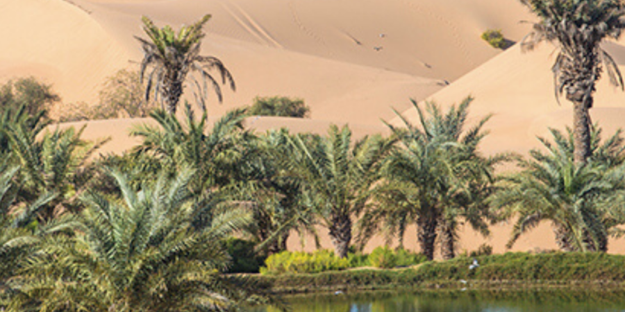 Oasis palm trees in desert sand dunes.