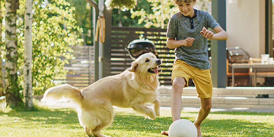 Boy plays soccer with golden retriever.