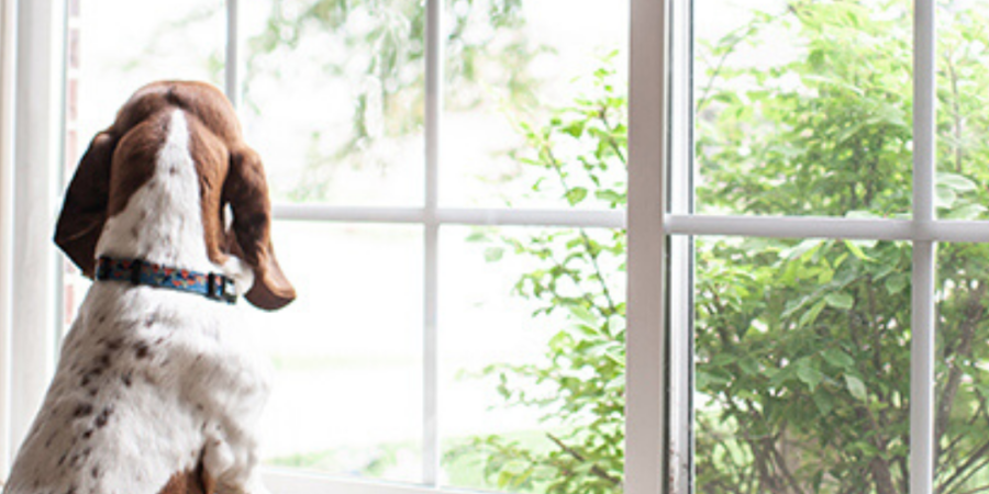 Basset hound looking out window.