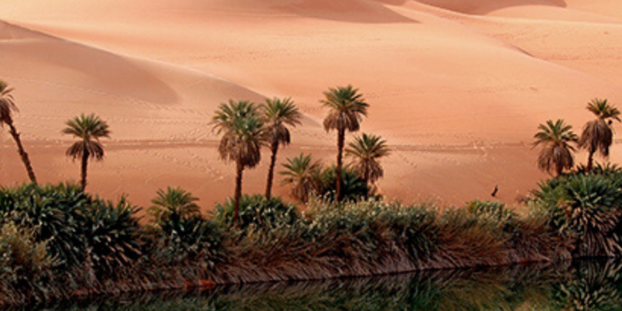 Palm oasis reflected in desert water.