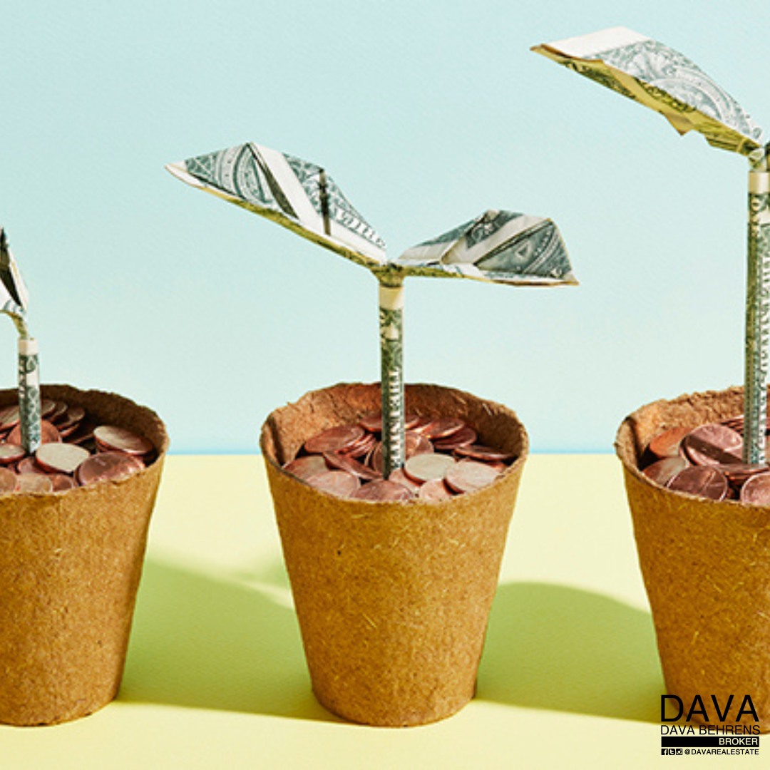 Money plants growing in pots.