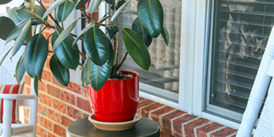 Red pot plant on porch rocking chair.