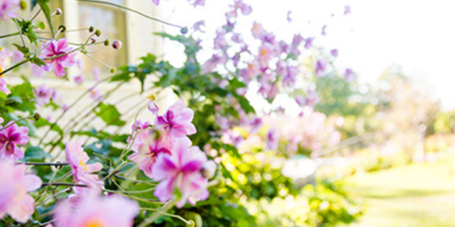 Pink flowers blooming near house.