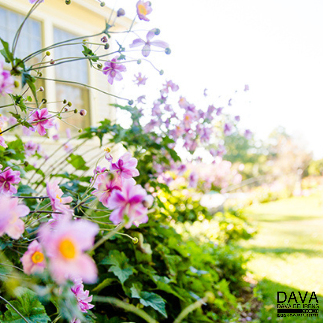 Pink flowers blooming near house.