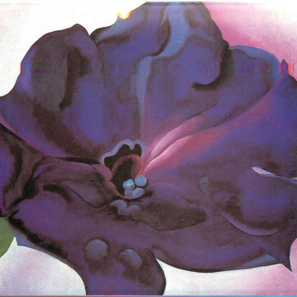 Vibrant purple flower with soft petals.