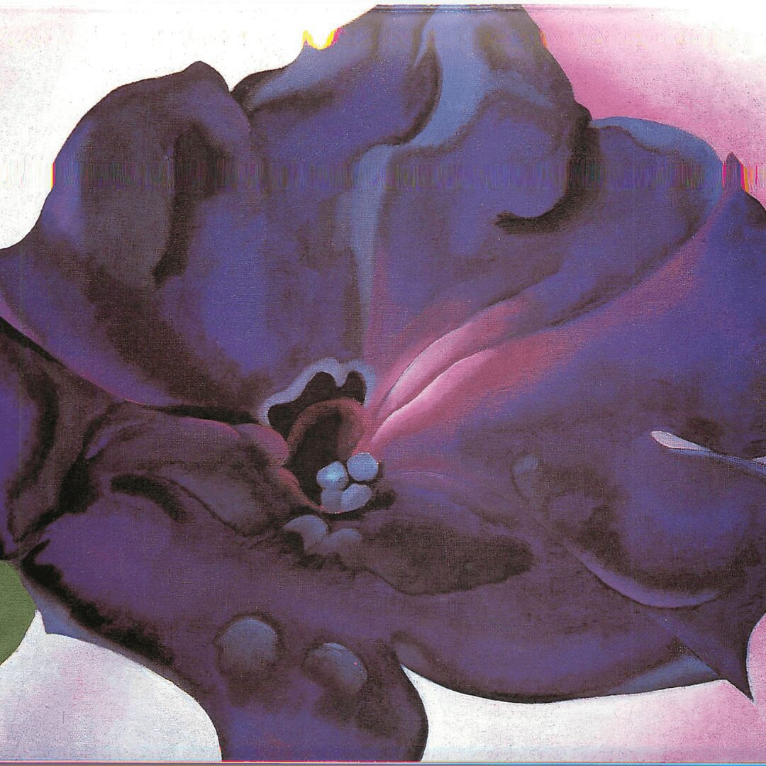 Vibrant purple flower with soft petals.