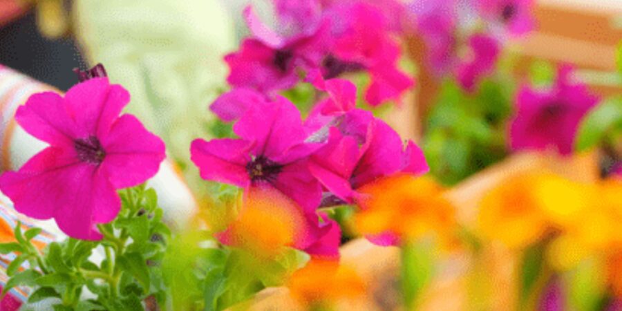 Vibrant pink and orange flowers in planter.