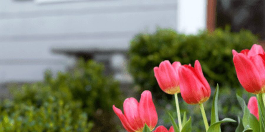 Red tulips in front of a window.